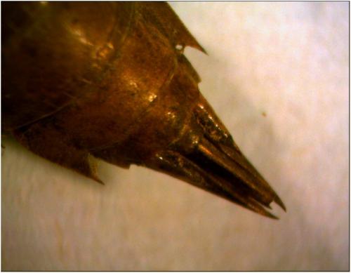 Réf. 189 121 : Anax parthenope